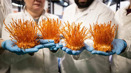 Ollywell - quality that you can trust