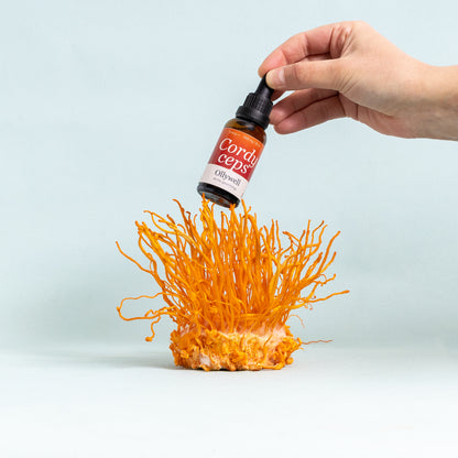 BIO Cordyceps : Énergie+