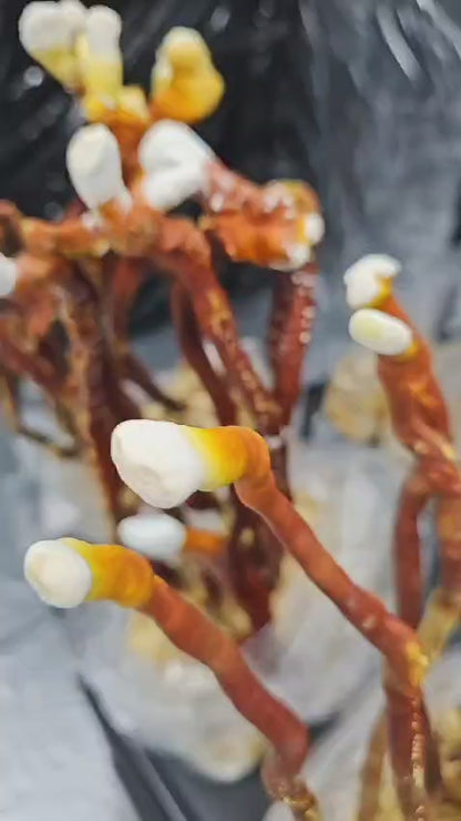 BIO Reishi : Sommeil+
